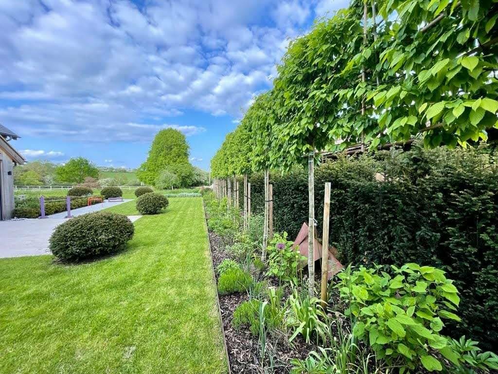 Pleached tree screening and garden planting near Spalding, Lincolnshire